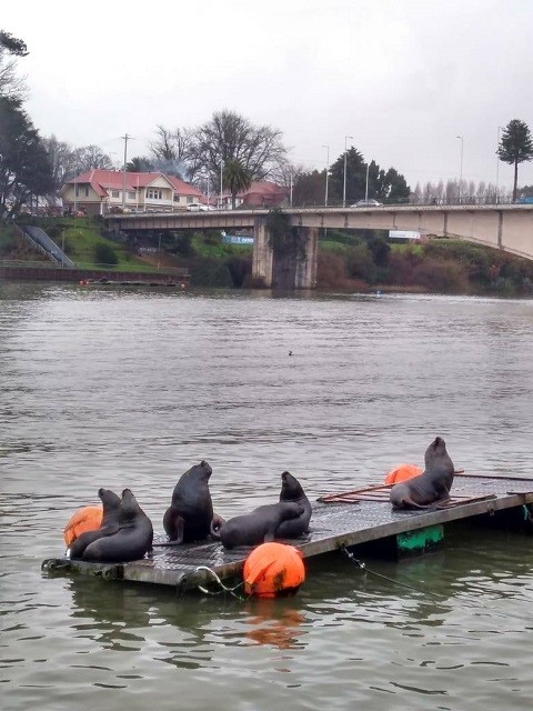 Roteiro Chile Valdia Leoes Marinhos